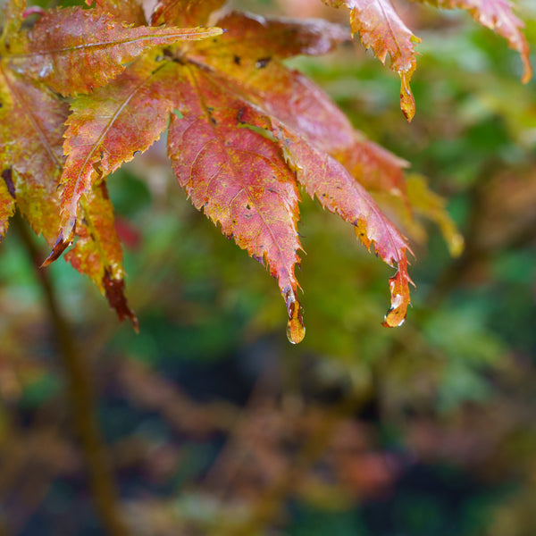 Amber Ghost Japanese Maple