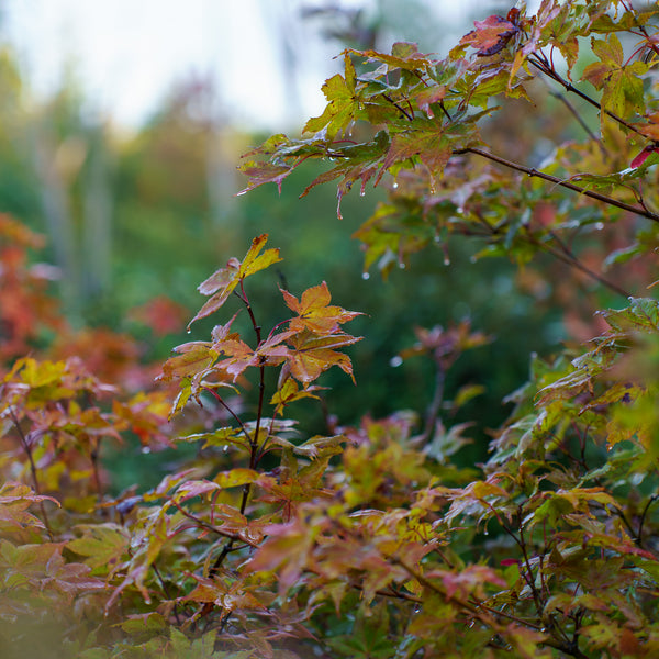 Amber Ghost Japanese Maple