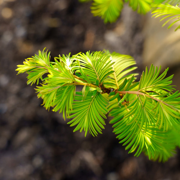 Amber Glow Dawn Redwood - Redwood - Conifers