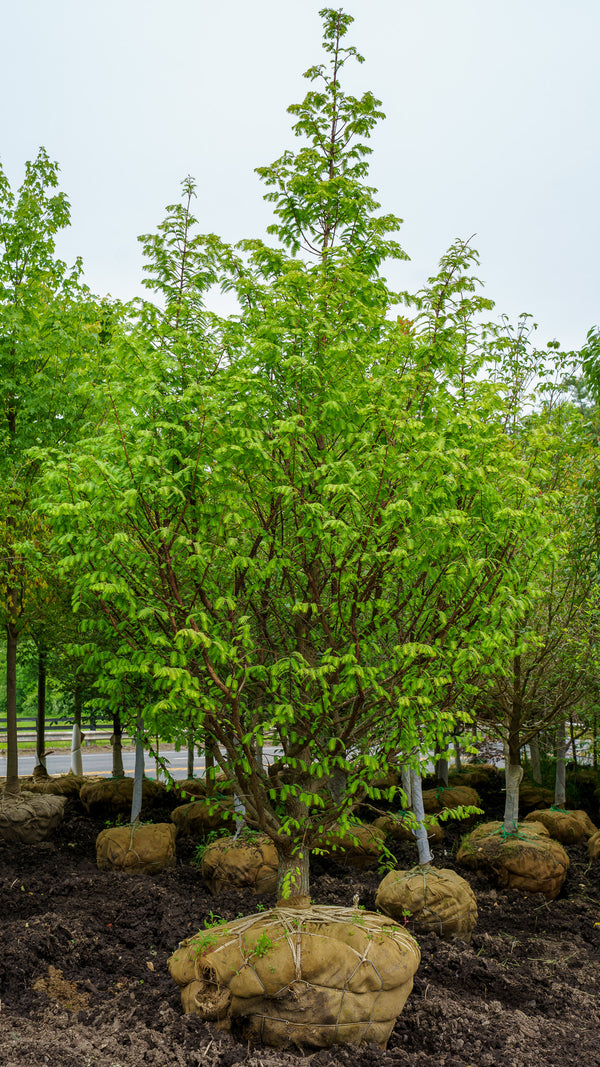 Amber Glow Dawn Redwood