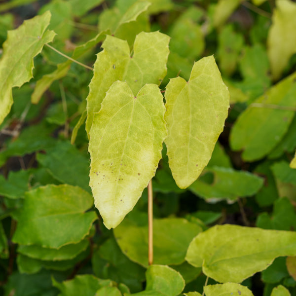 Amber Queen Barrenwort