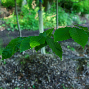 American Beech - Beech - Shade Trees