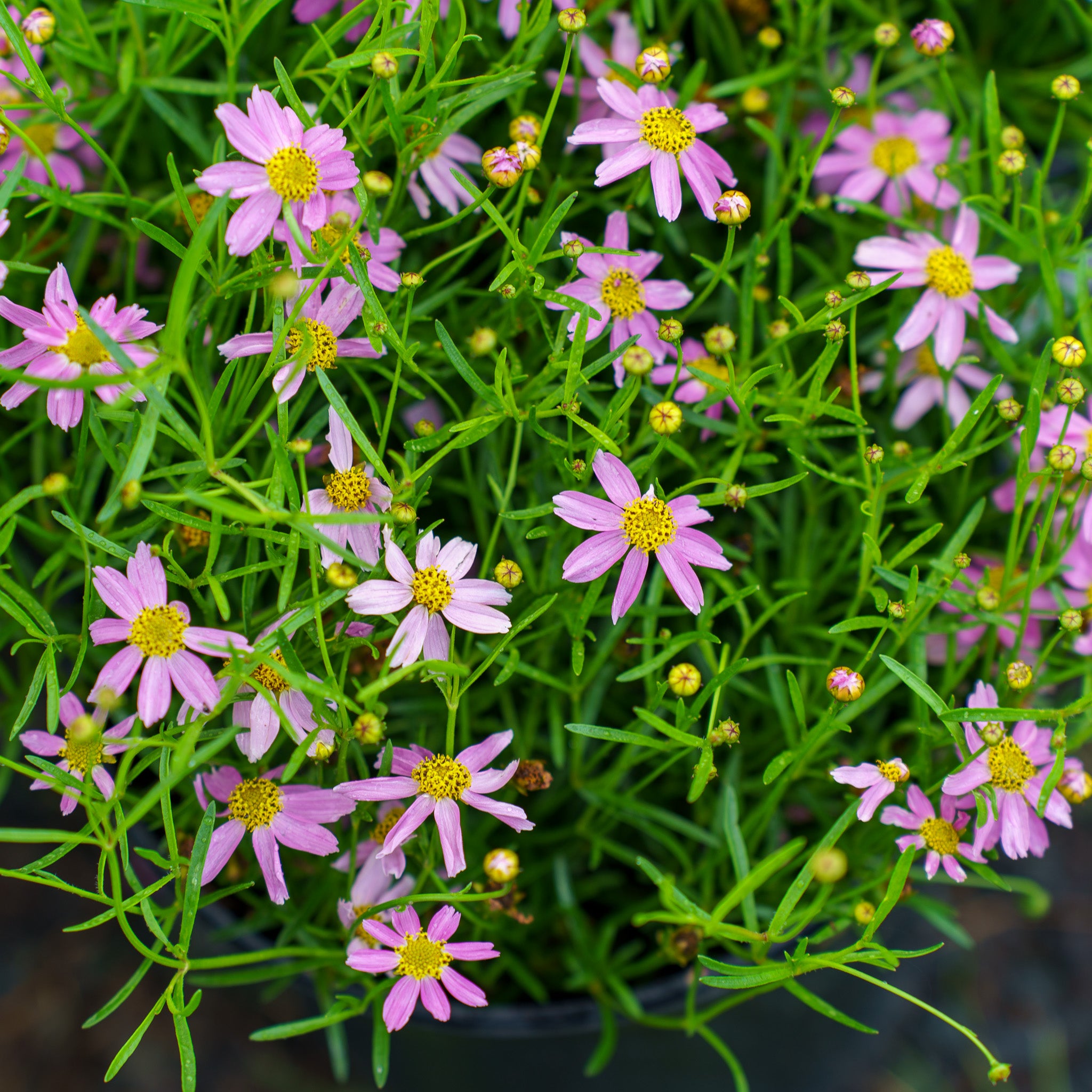American Dream Pink Coreopsis – Plant Detectives