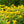 Load image into Gallery viewer, American Gold Rush Black-Eyed Susan
