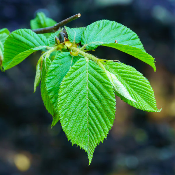 American Hophornbeam - Other Trees - FloweringTrees