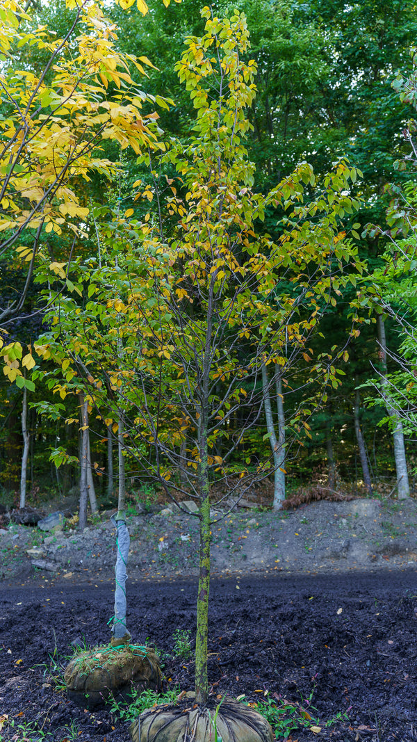 American Hophornbeam