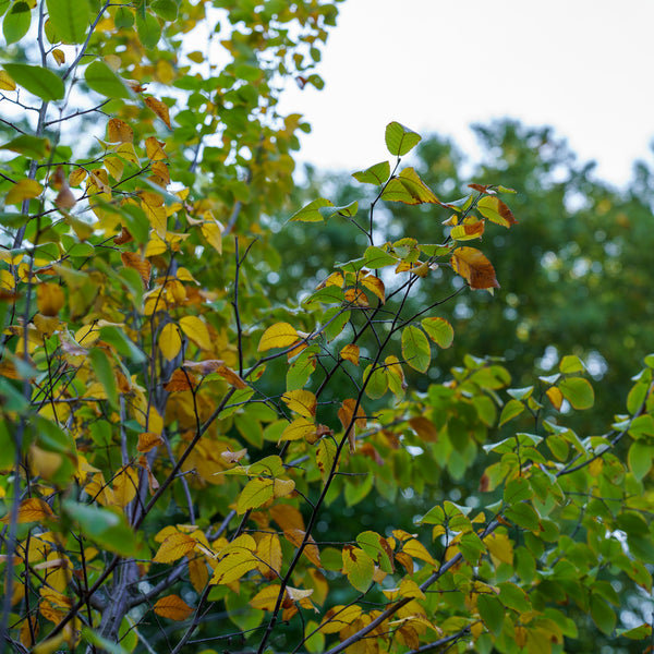 American Hophornbeam