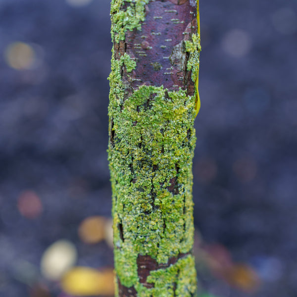 American Hophornbeam