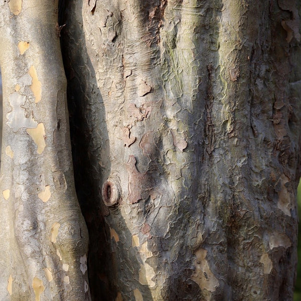 American Hophornbeam - Other Trees - FloweringTrees