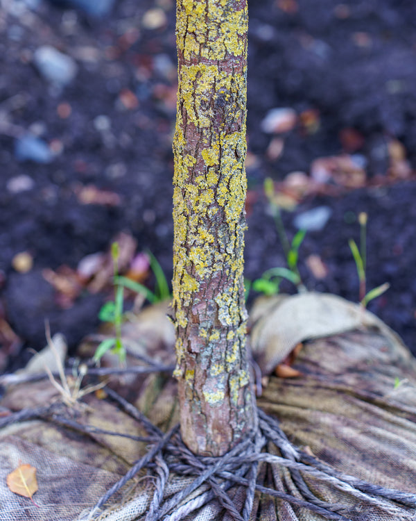 American Hophornbeam