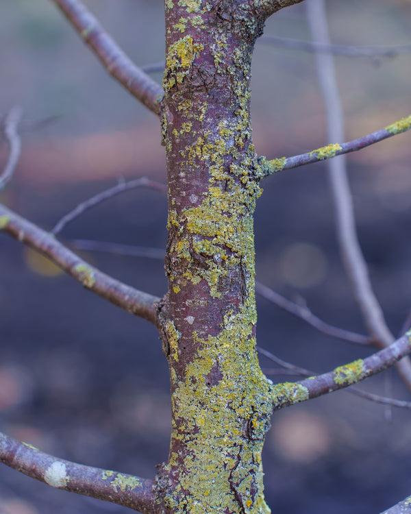 American Hophornbeam