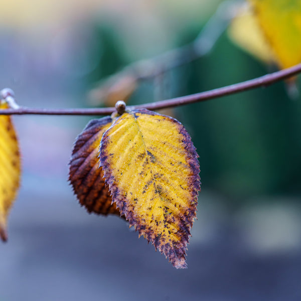 American Hophornbeam