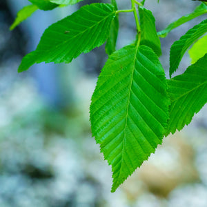 American Hornbeam - Hornbeam - Shade Trees