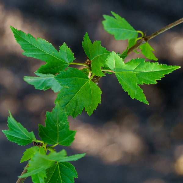 Amur Maple