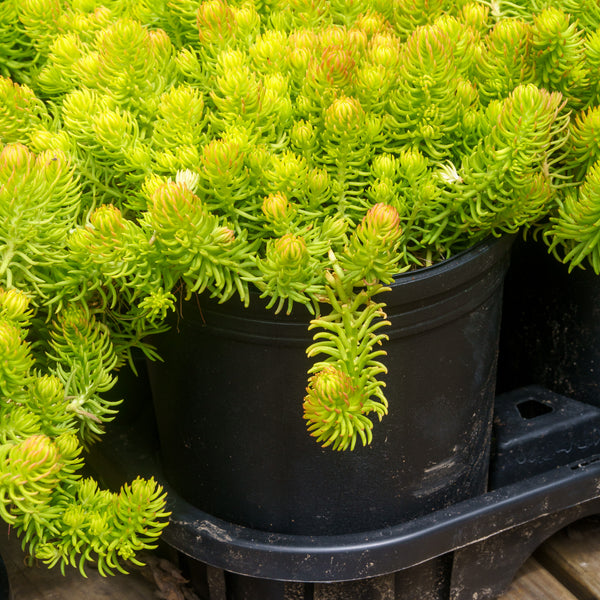 angelina bush succulent Angelina Stonecrop – Plant Detectives