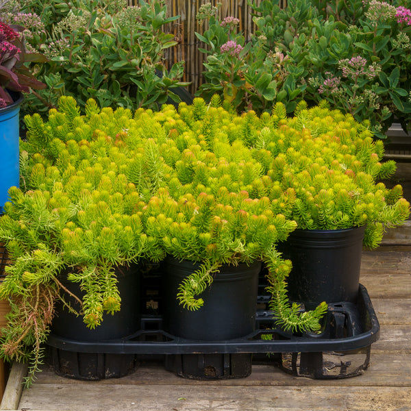 angelina bush succulent Angelina Stonecrop – Plant Detectives