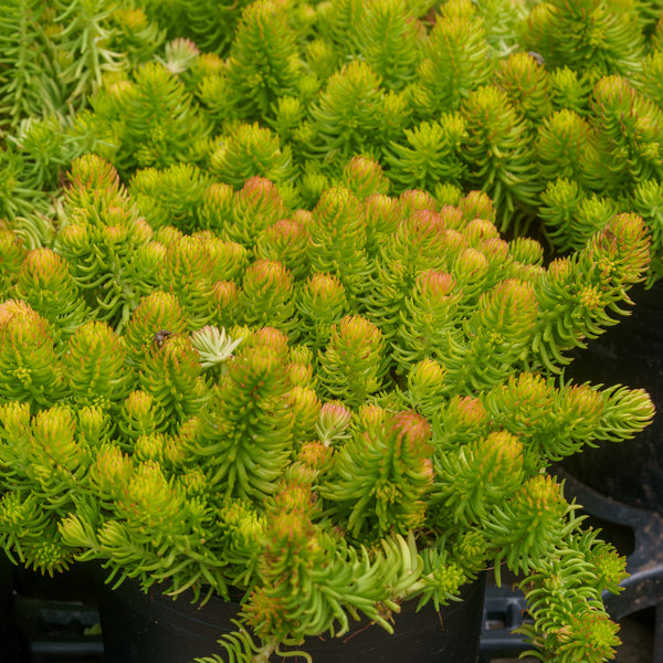 Angelina Stonecrop