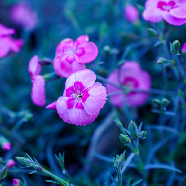 Angel of Peace Dianthus