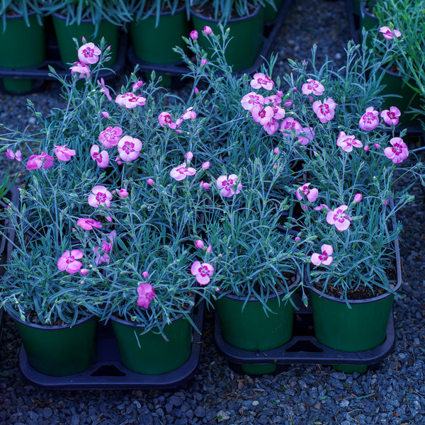 Angel of Peace Dianthus