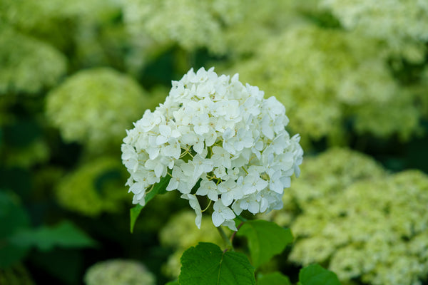 Annabelle Hydrangea - Hydrangea - Shrubs