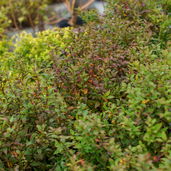 Anthony Waterer Spirea