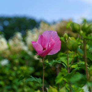 Aphrodite Rose of Sharon