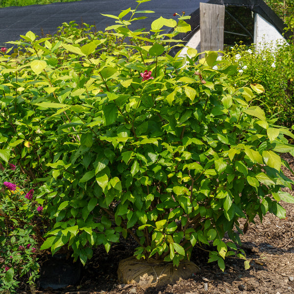 Aphrodite Sweetshrub