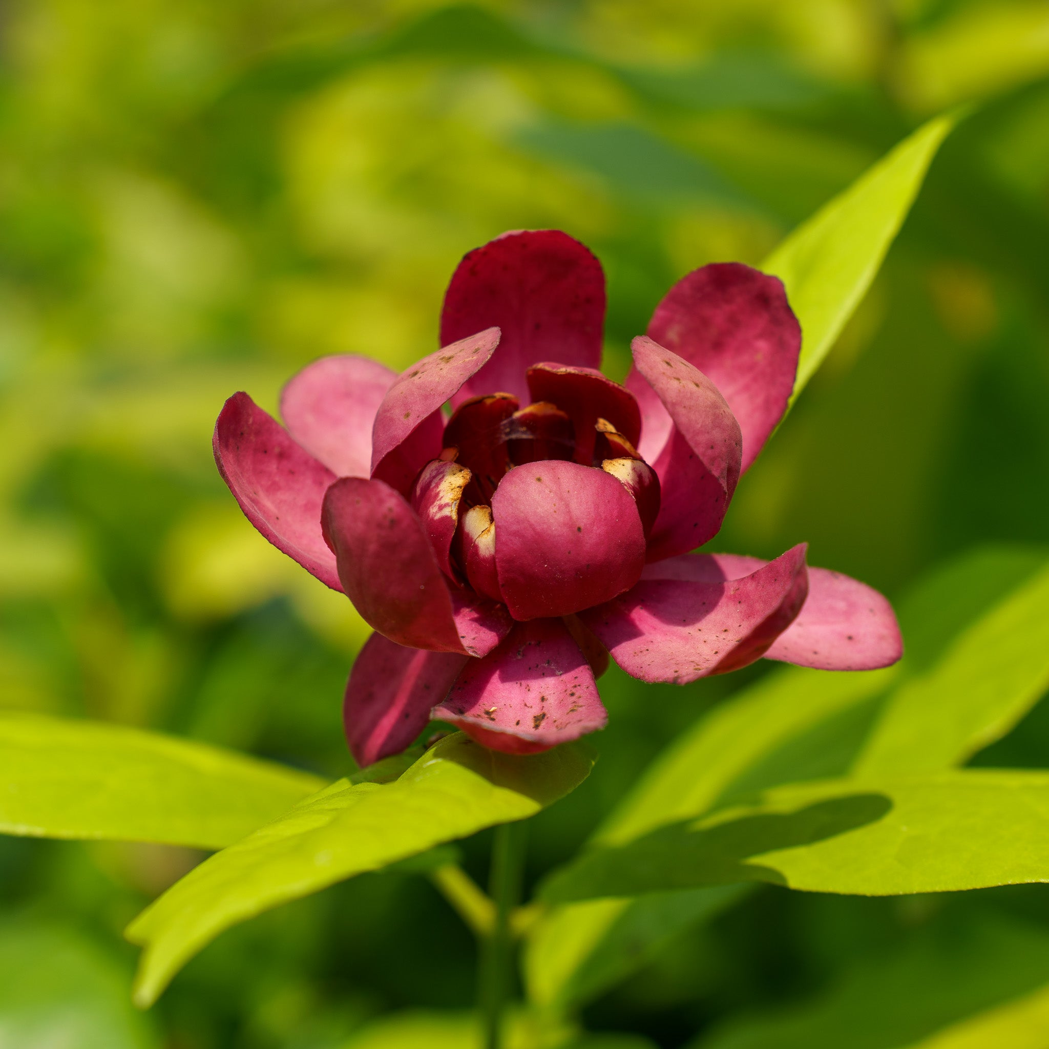 AphroditeSweetshrub_3.jpg?v=