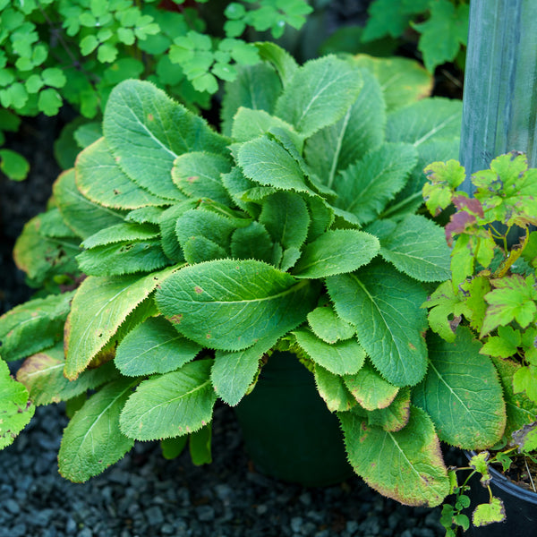 Apple Blossom Japanese Primrose