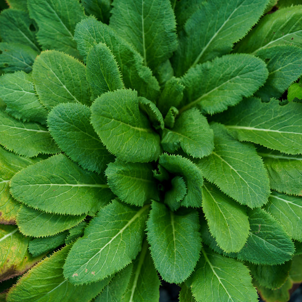 Apple Blossom Japanese Primrose