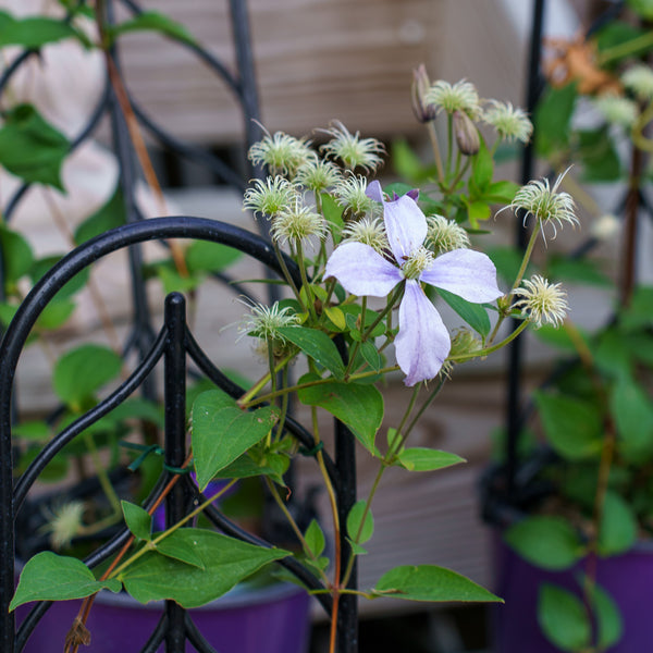 Arabella Clematis