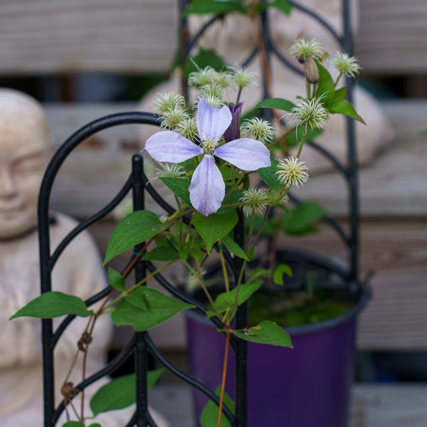 Arabella Clematis