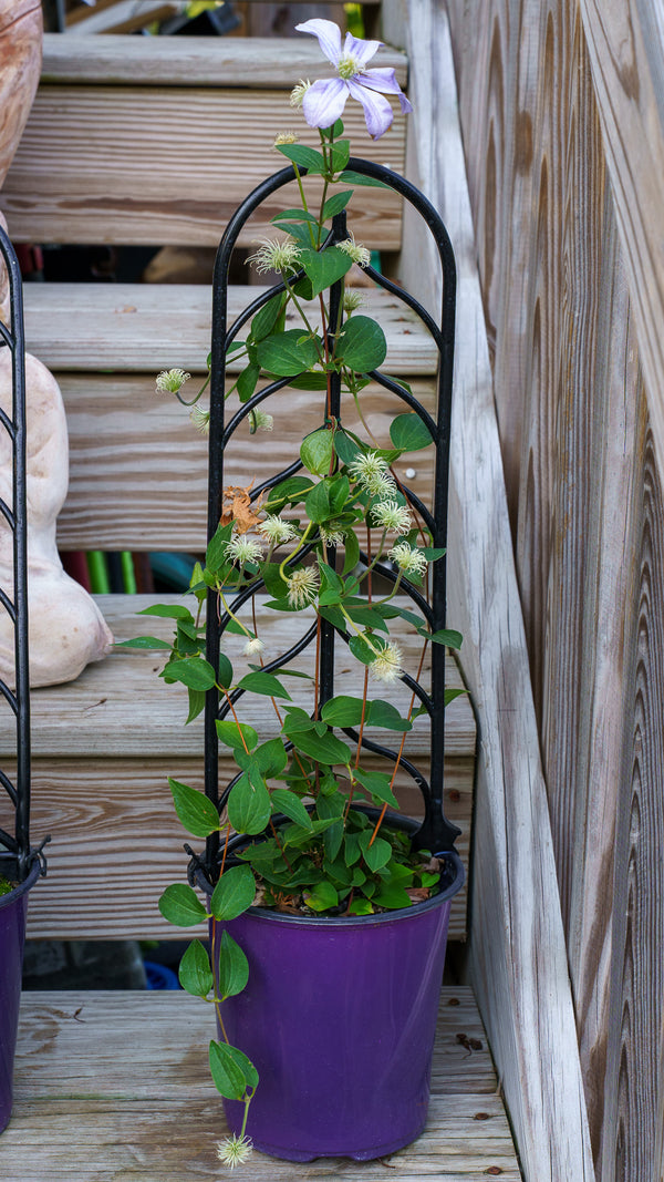 clematis house plant Arabella Clematis – Plant Detectives