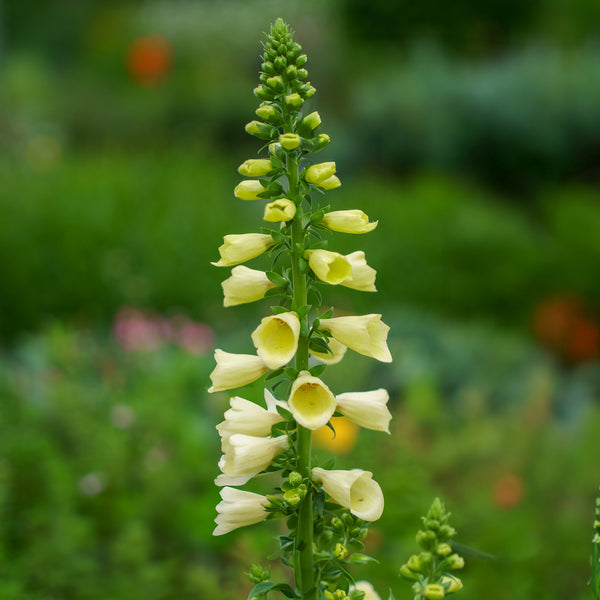 Arctic Fox Lemon Cream Foxglove