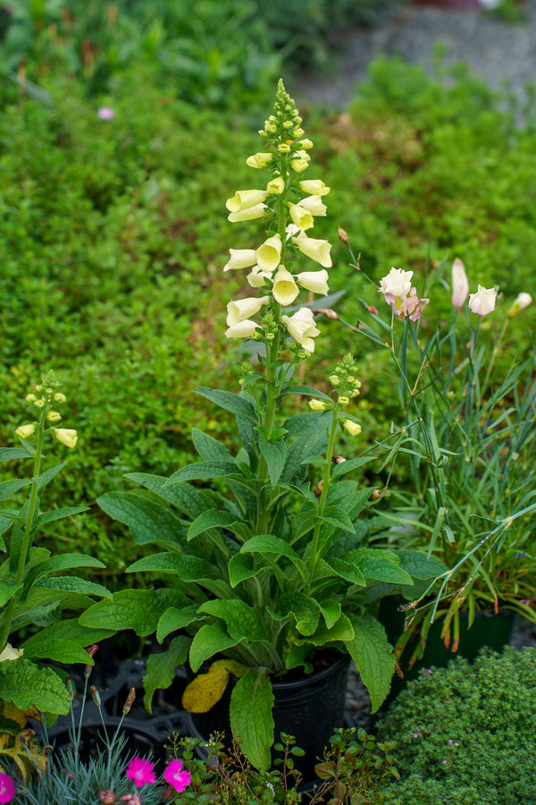 Arctic Fox Lemon Cream Foxglove