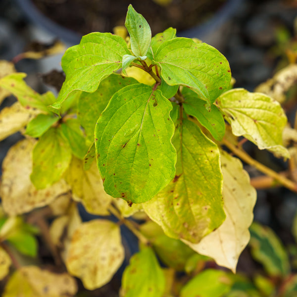 Arctic Sun Dogwood