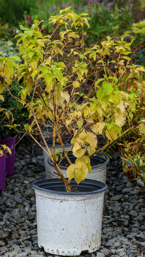 Arctic Sun Dogwood