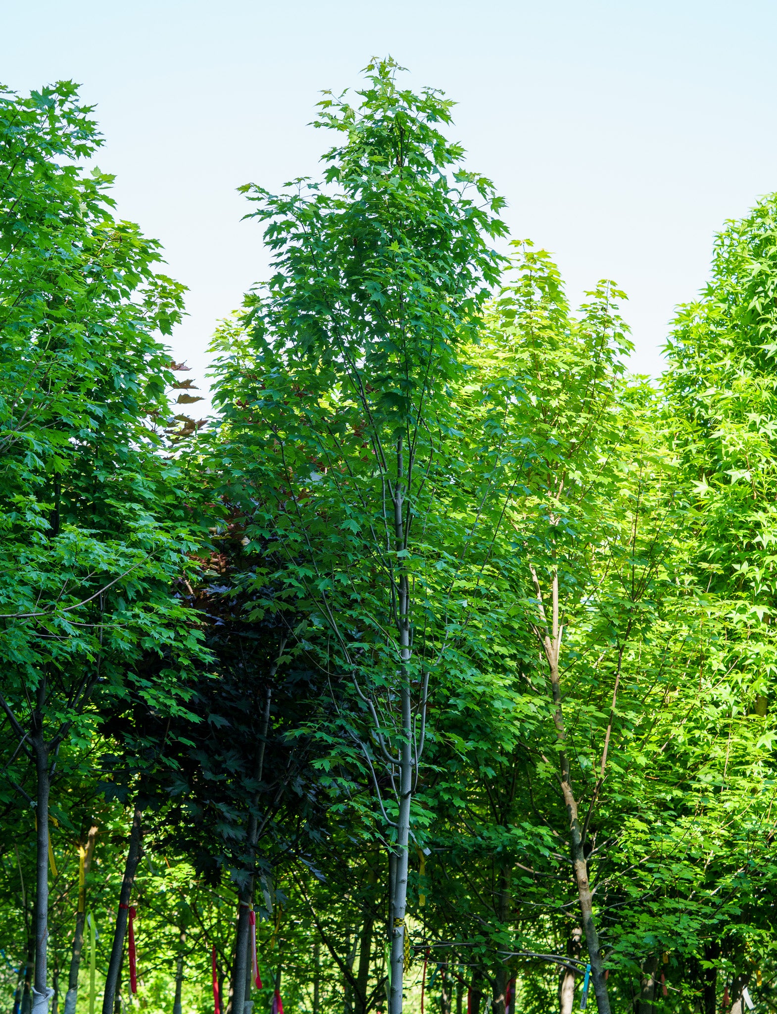 Plant of the Week - Red Maple – Plant Detectives