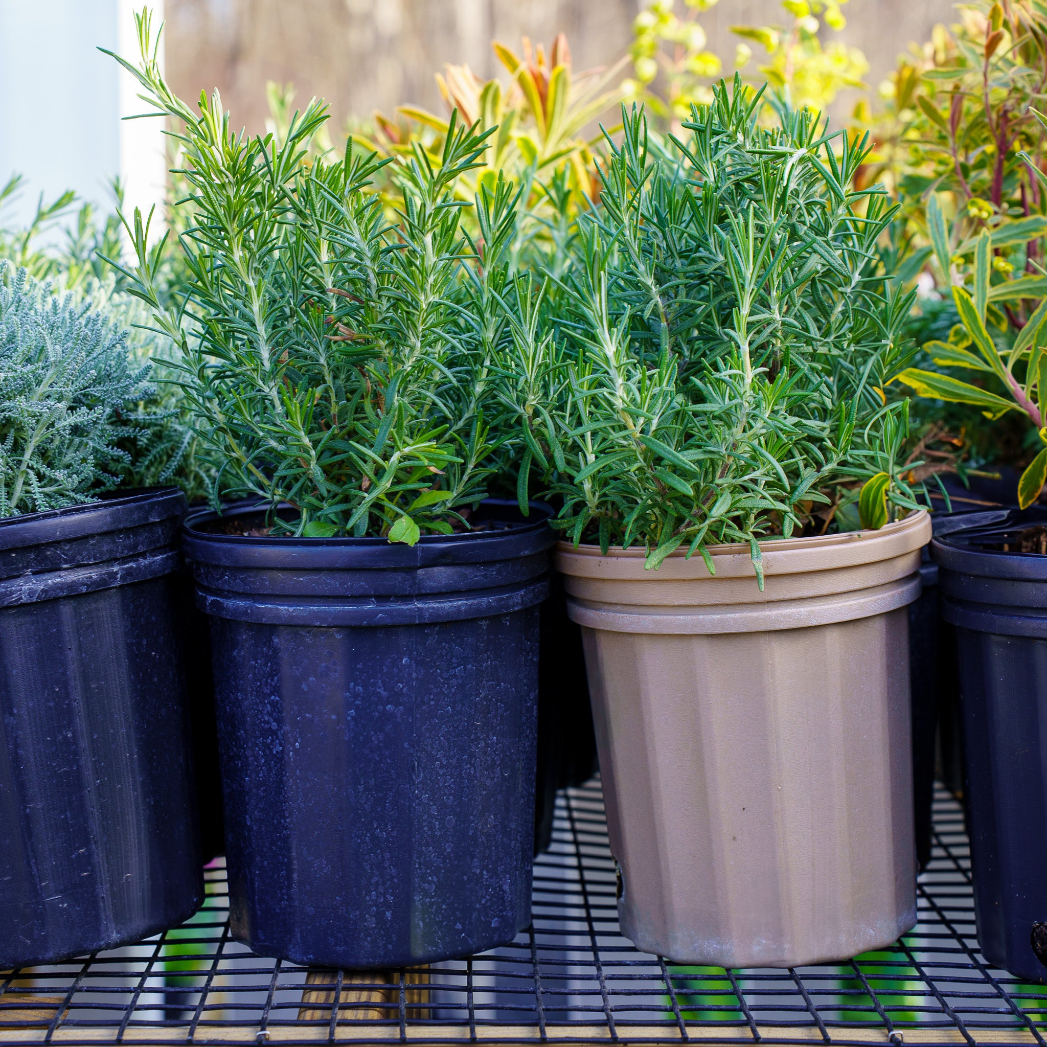 Arp Rosemary – Plant Detectives