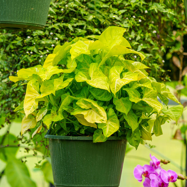 Arrowhead Plant Hanging Basket