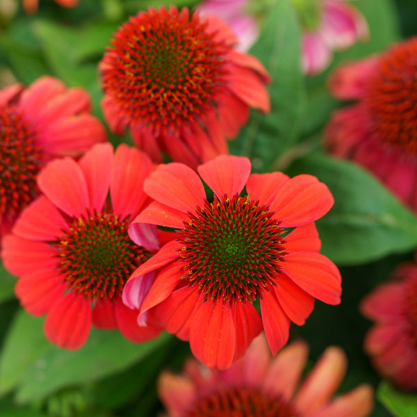 Artisan Red Ombre Coneflower