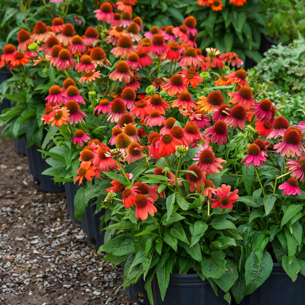 Artisan Red Ombre Coneflower