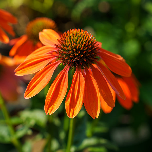 Artisan Soft Orange Coneflower