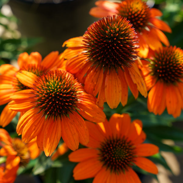 Artisan Soft Orange Coneflower