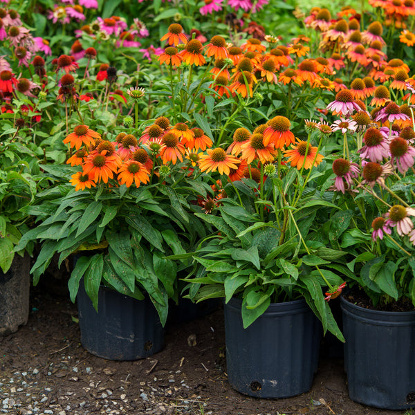 Artisan Soft Orange Coneflower