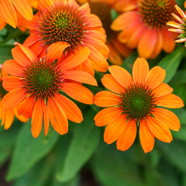 Artisan Soft Orange Coneflower