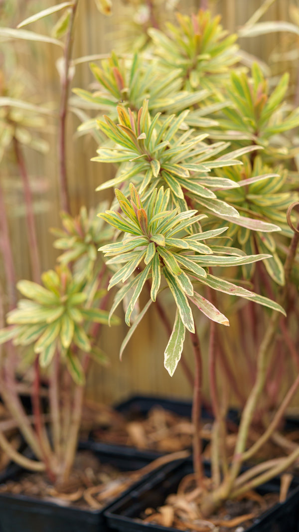 Ascot Rainbow Spurge