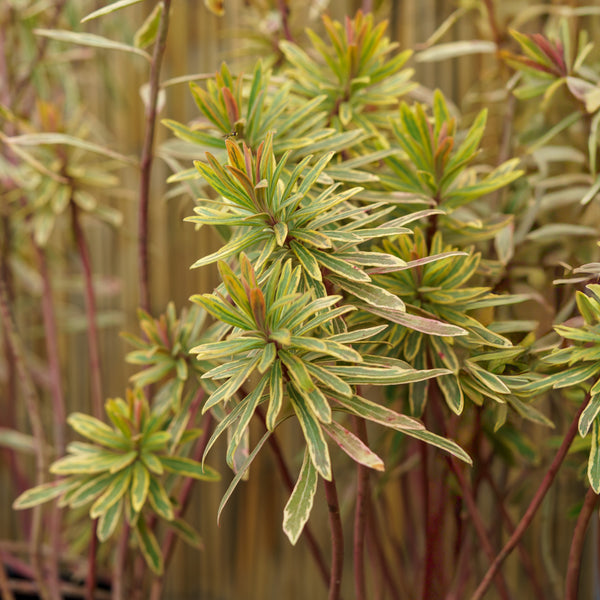 Ascot Rainbow Spurge