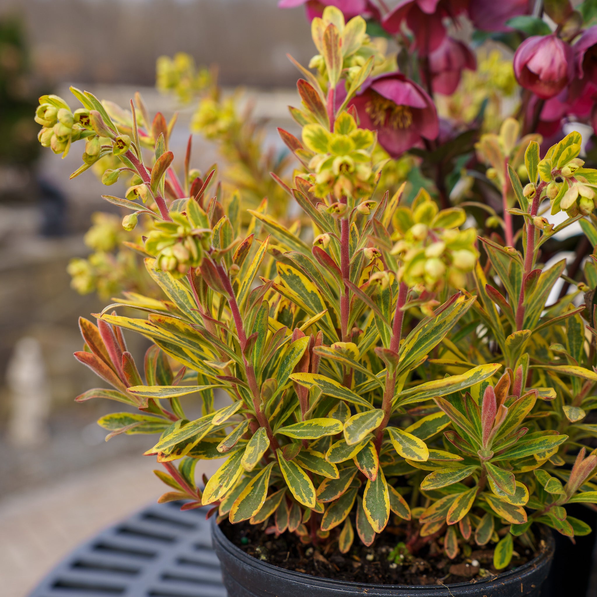 Ascot Rainbow Spurge – Plant Detectives
