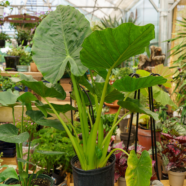 Assorted Alocasia